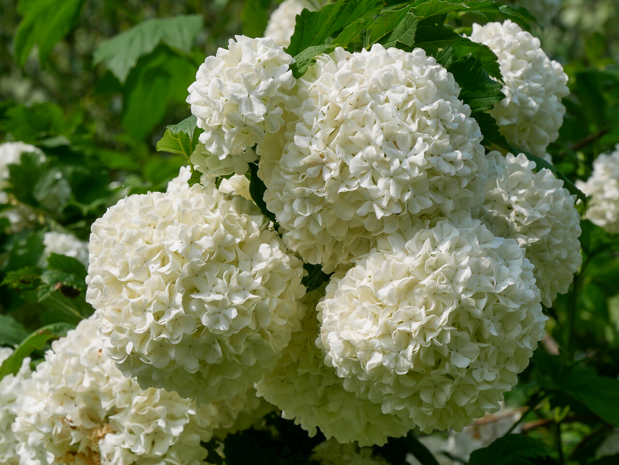 Bomen met witte bloesem